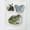 Hello Honey® Green 11.75" Garden Frog Stoneware Plate